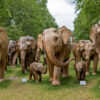 A herd of lantana elephants in London, U.K.
