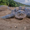 Leatherback turtle nesting on a beach