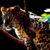 A leopard cub on a tree branch.