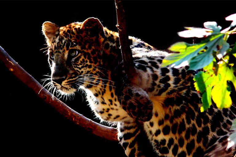 A leopard cub on a tree branch.