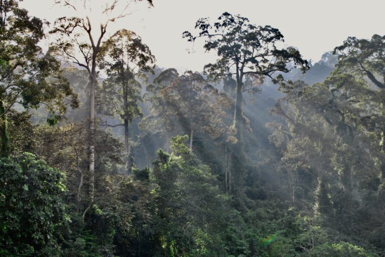Borneo forest