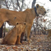 West African lioness Florence with one of her cubs.