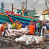 Fish Loading and unloading activities.