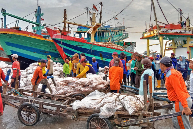 Fish Loading and unloading activities.