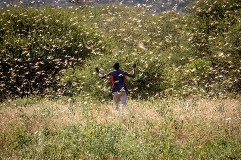 Locust swarm at Samburu, Kenya. Image by Sven Torfinn/FAO.