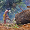 Logging in Borneo.