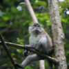 A long-tailed macaque in Gunung Leuser National Park. Image by Rhett A. Butler/Mongabay.