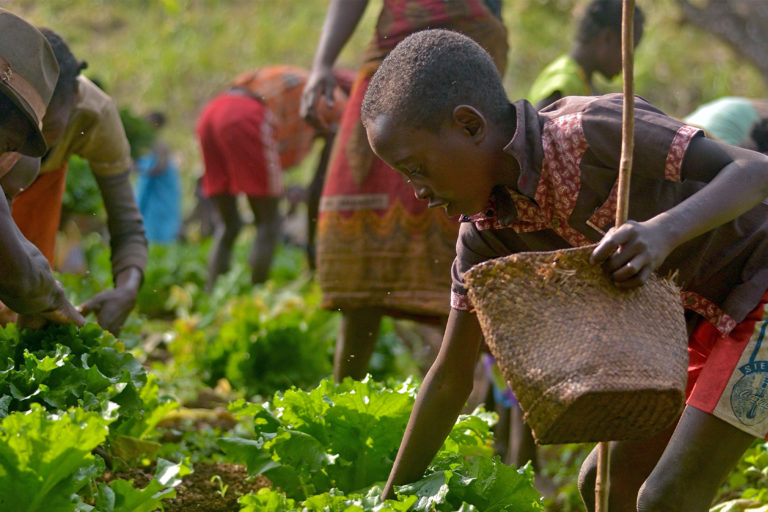 A rainforest community in Madagascar farming.