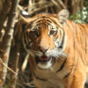 Malayan tiger