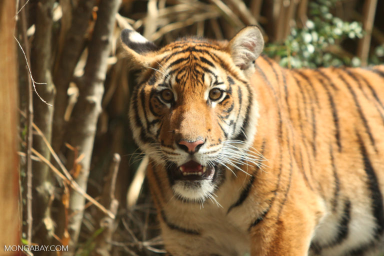 Malayan tiger