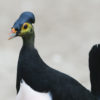 Maleo