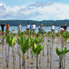 Mangrove planting on the coast of Ambon Island.