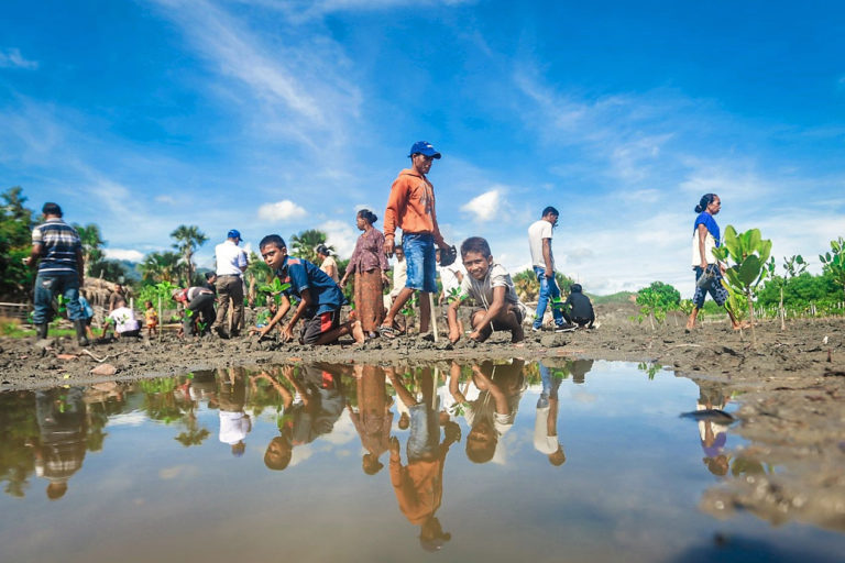 Mangrove restoration.