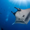 A manta ray with diver.