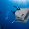 A manta ray.