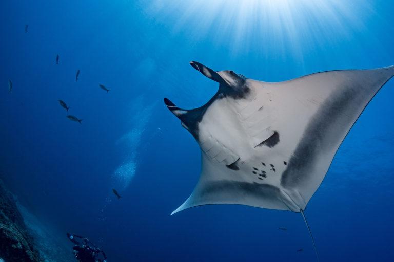 A manta ray with diver.