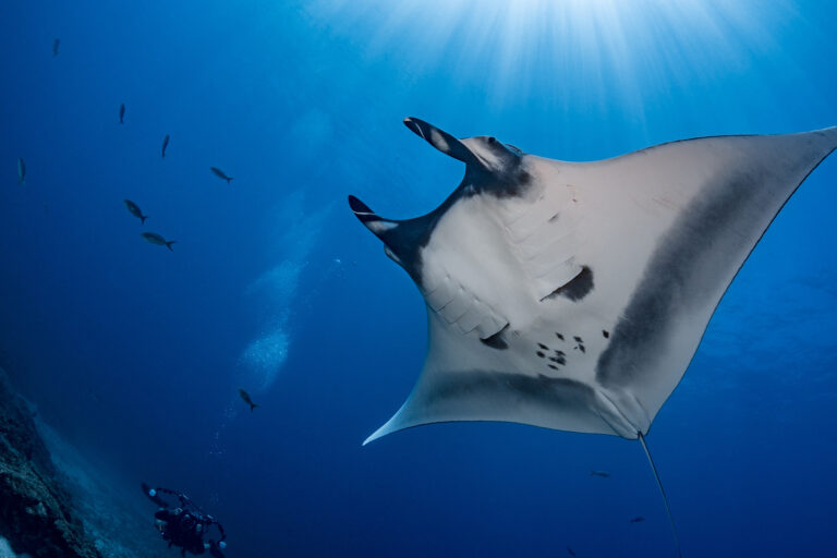 A manta ray.