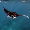 A manta ray.