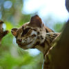 A margay.