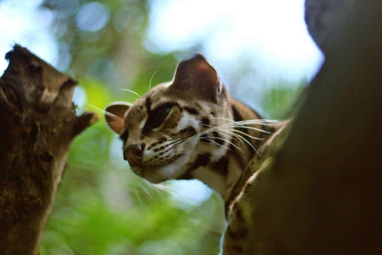 A margay.