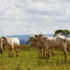 Cattle ranch in Mato Grosso