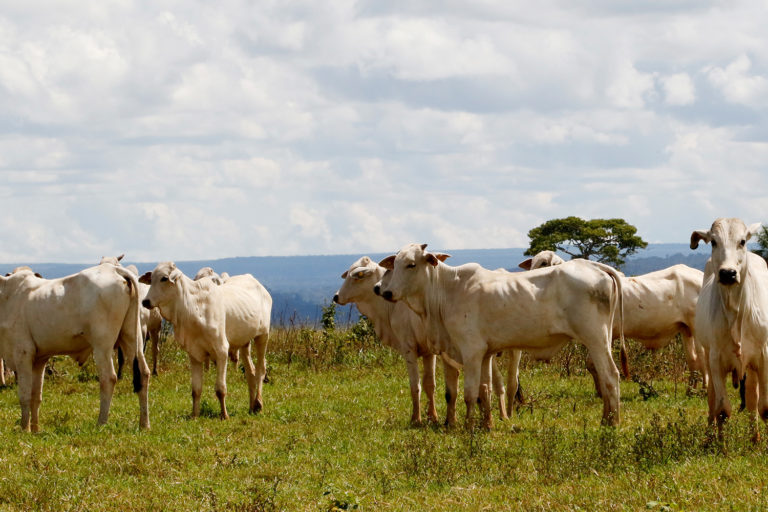 Cattle ranch in Mato Grosso