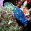 A moray eel among corals