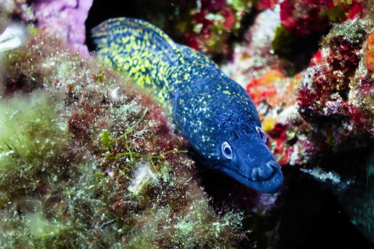 A moray eel among corals