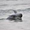 Irrawaddy dolphin in the Mekong river © WWF-Cambodia / Tan Someth Bunwath