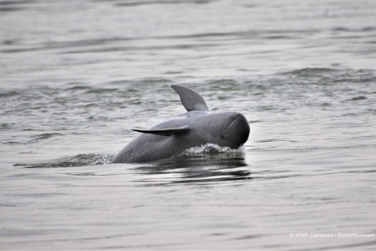 Irrawaddy dolphin in the Mekong river © WWF-Cambodia / Tan Someth Bunwath