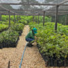 A staffer prepares seedlings in a nursery.