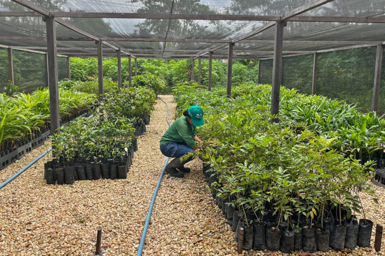 A staffer prepares seedlings in a nursery.