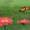 A monarch butterfly (Danaus plexippus).