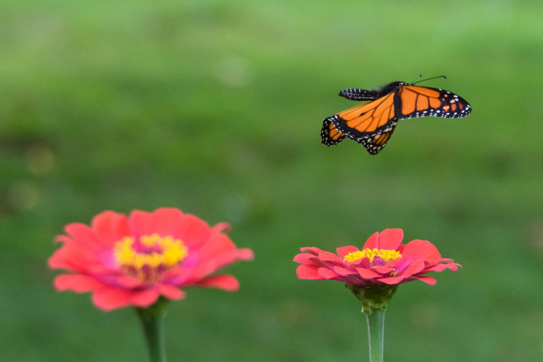 A monarch butterfly (Danaus plexippus).