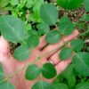 Moringa stenopetala is a tree originally domesticated by Ethiopian and Kenyan farmers for its highly nutritious leaves. Image via Wikimedia Commons.