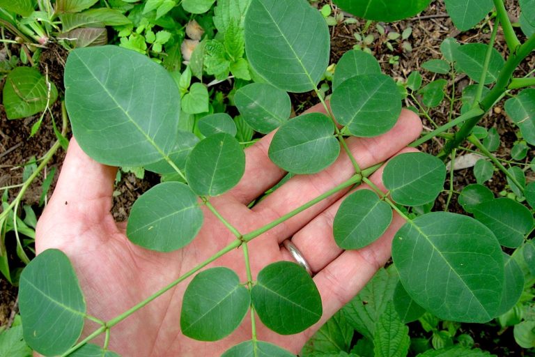 Moringa stenopetala is a tree originally domesticated by Ethiopian and Kenyan farmers for its highly nutritious leaves. Image via Wikimedia Commons.