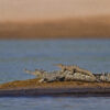 An adult and juvenile gharial on a riverbank.