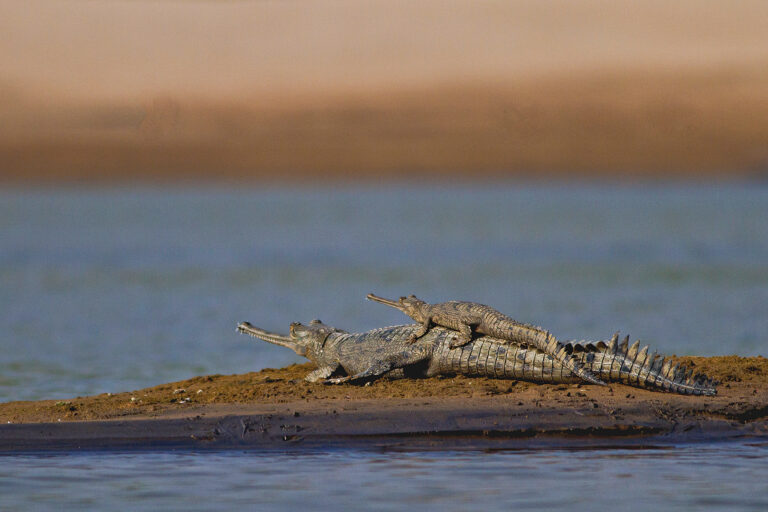 An adult and juvenile gharial on a riverbank.