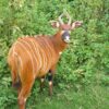 Captive mountain bongo. Image via Pixabay (CC 0)