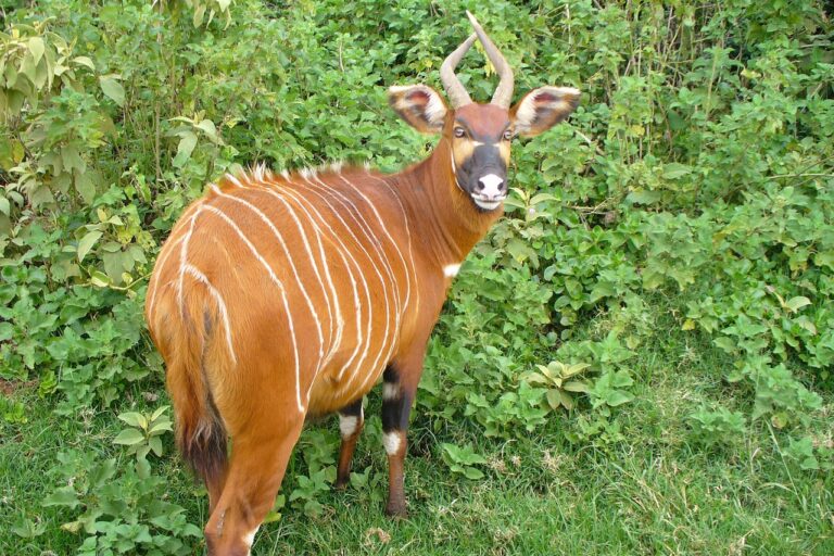 Captive mountain bongo. Image via Pixabay (CC 0)