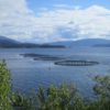 Coastal net pens for salmon aquaculture in Norway. Image by Brataffe via Wikimedia Commons (CC BY-SA 4.0).