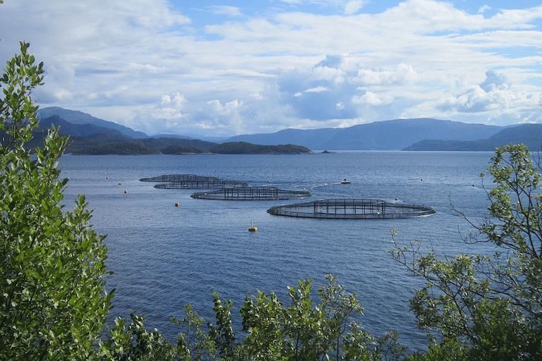 Coastal net pens for salmon aquaculture in Norway. Image by Brataffe via Wikimedia Commons (CC BY-SA 4.0).