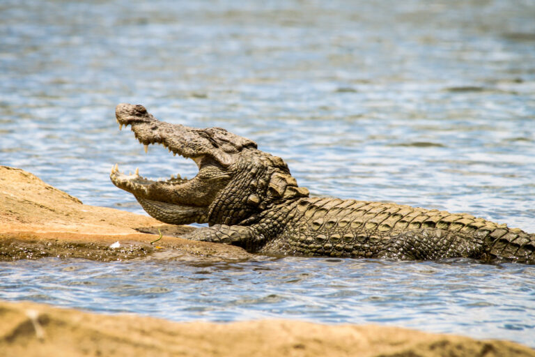 A mugger crocodile in India.