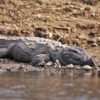 A mugger crocodile.