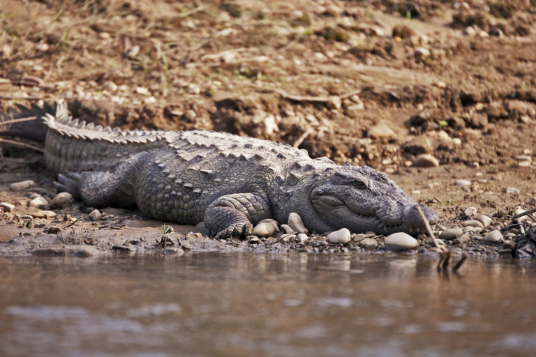 A mugger crocodile.