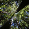 Redwood forest in Muir Woods, Marin County, California. Photo by Rhett A. Butler for Mongabay.