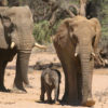 Elephants in Namibia. Photo credit: Rhett A. Butler.