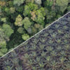Natural forest (left) versus an oil palm plantation (right) in Indonesia. Photo credits: Rhett A. Butler