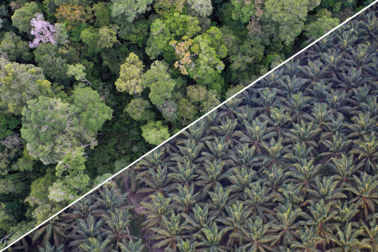 Natural forest (left) versus an oil palm plantation (right) in Indonesia. Photo credits: Rhett A. Butler
