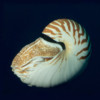 Nautilus vitiensis (left) and Nautilus samoaensis.